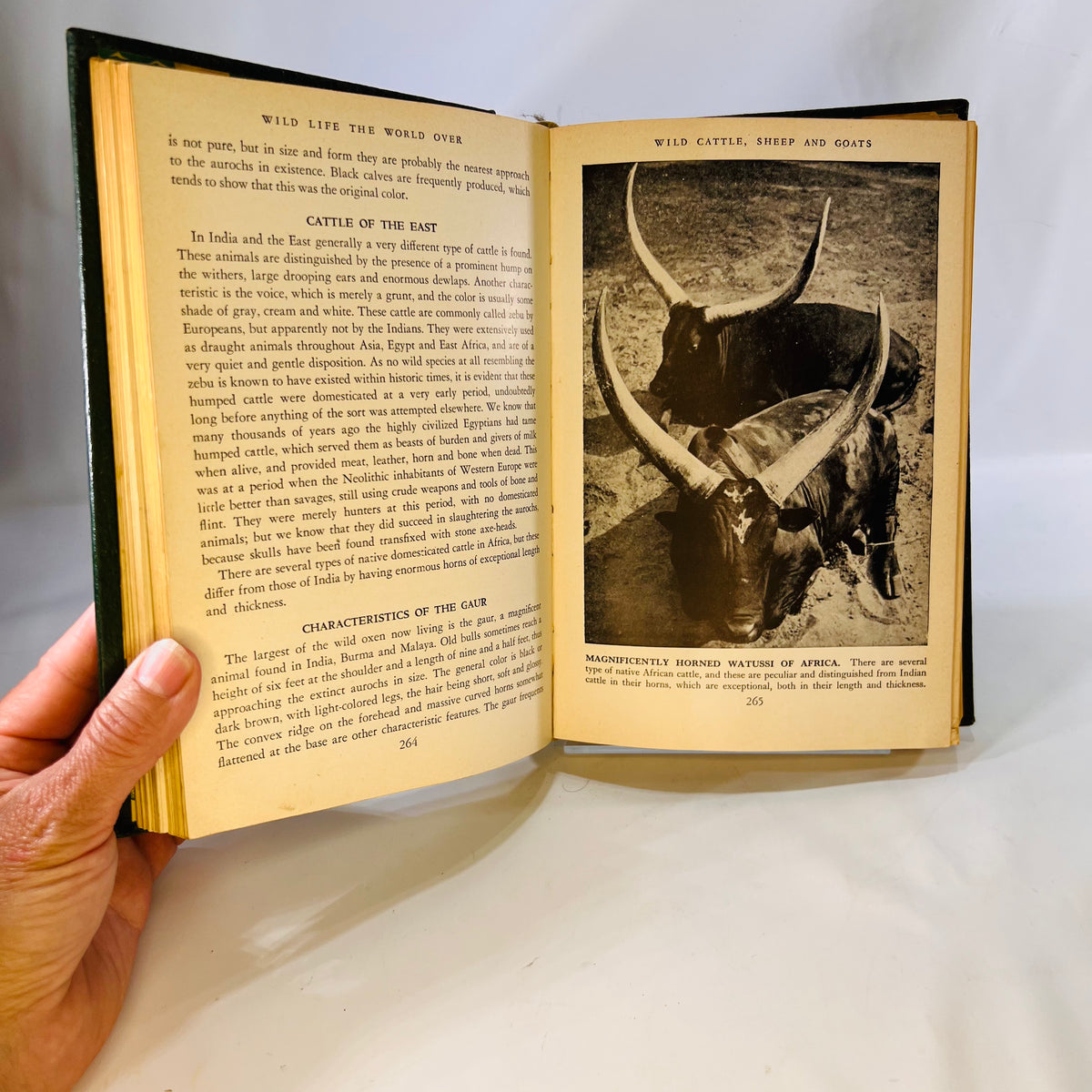 Wildlife the World Over by 9 Distinguished World-Traveled Specialist 1947 Wise & Co.
