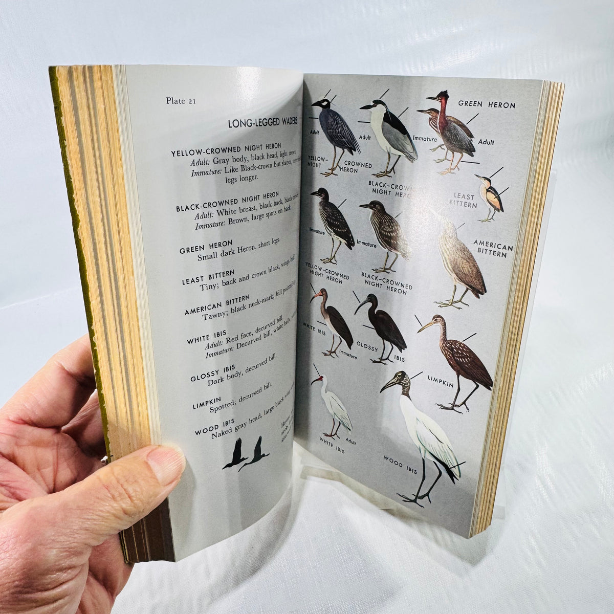 Plate 21 in Peterson's A Field Guide to the Birds, showing color illustrations of herons, bitterns, ibises, and a limpkin beside identification notes.