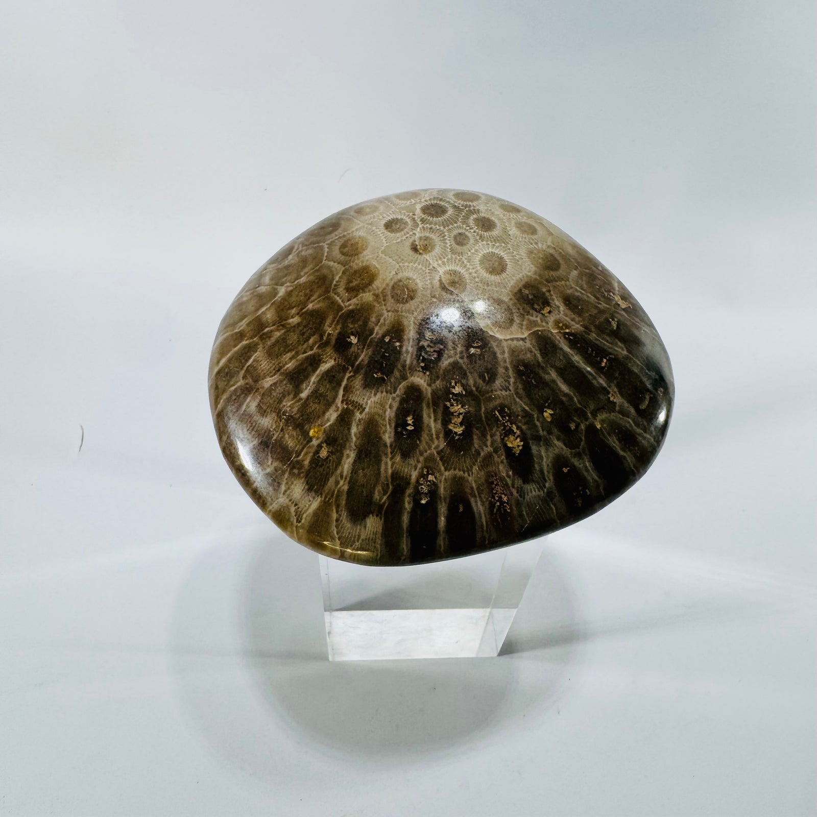 Petoskey Stone Polished Fossil Coral 4 Inch Michigan Hexagonaria Devonian Specimen