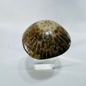 Petoskey Stone Polished Fossil Coral 4 Inch Michigan Hexagonaria Devonian Specimen