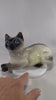 Vintage Italian Siamese Cat Figurine | Ceramic Cat with Blue Glass Eyes | Mid Century Decor | Italy Pottery | 8 Inch Collectible Cat Statue