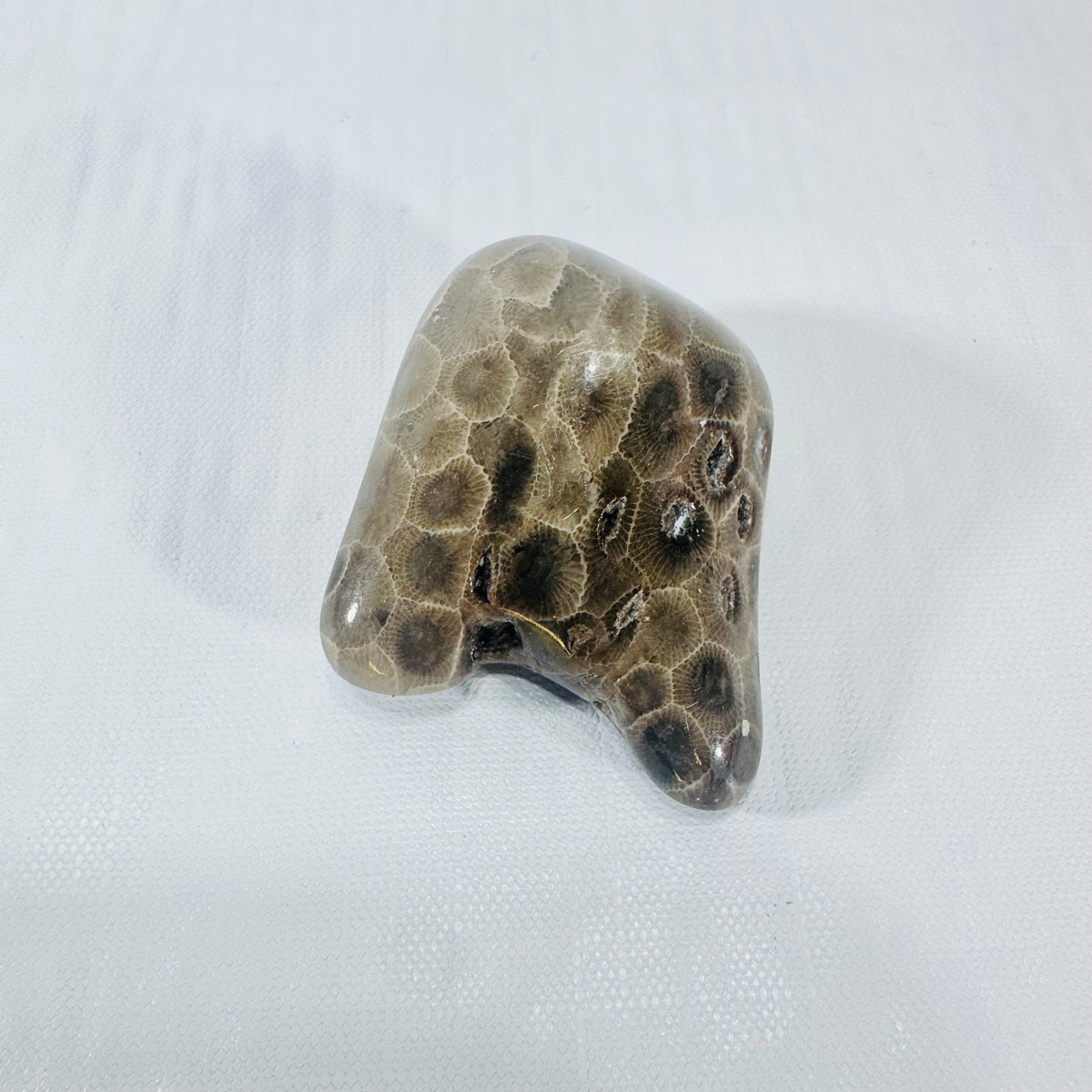 Petoskey Stone Polished Michigan Fossil Coral Freeform