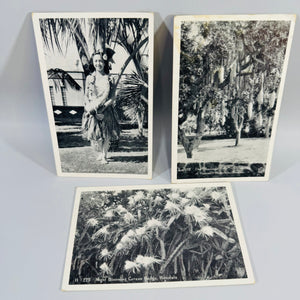 Vintage Hawaii Postcard Bundle | Honolulu Hula Girl, Sausage Tree, Night Blooming Cereus