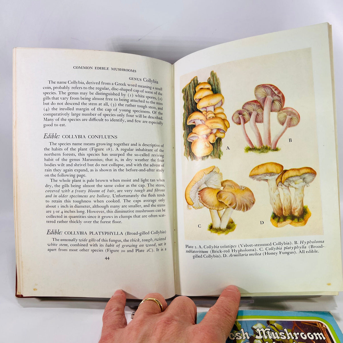 Common Edible Mushrooms by Clyde M. Christensen  1943 Land Press Inc Bonus: Fresh Mushroom Cookbook  Vintage Cookbook