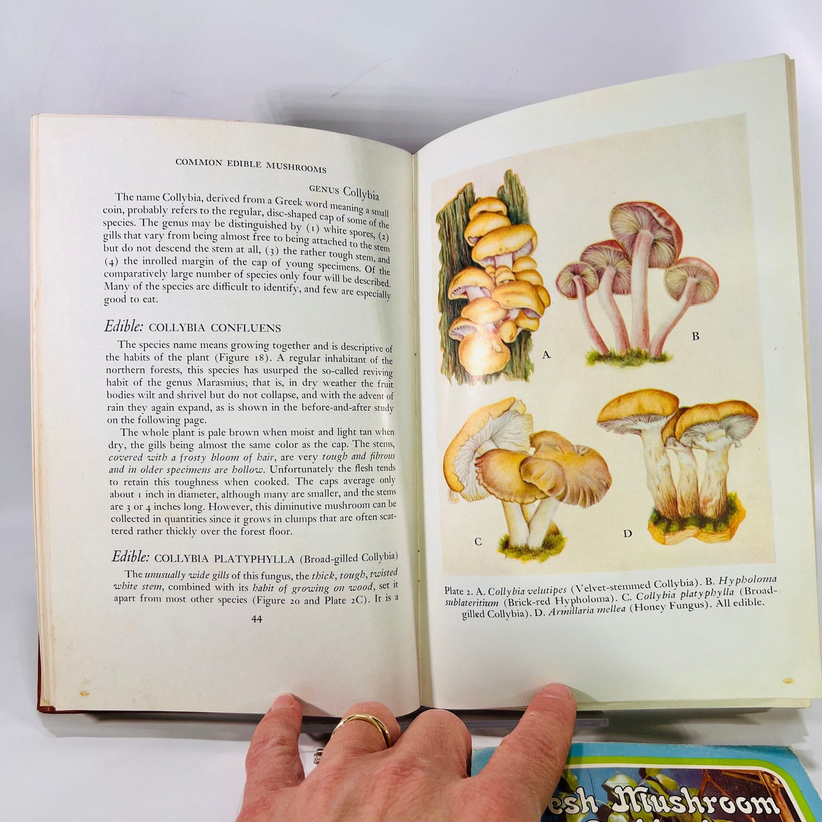 Common Edible Mushrooms by Clyde M. Christensen  1943 Land Press Inc Bonus: Fresh Mushroom Cookbook  Vintage Cookbook