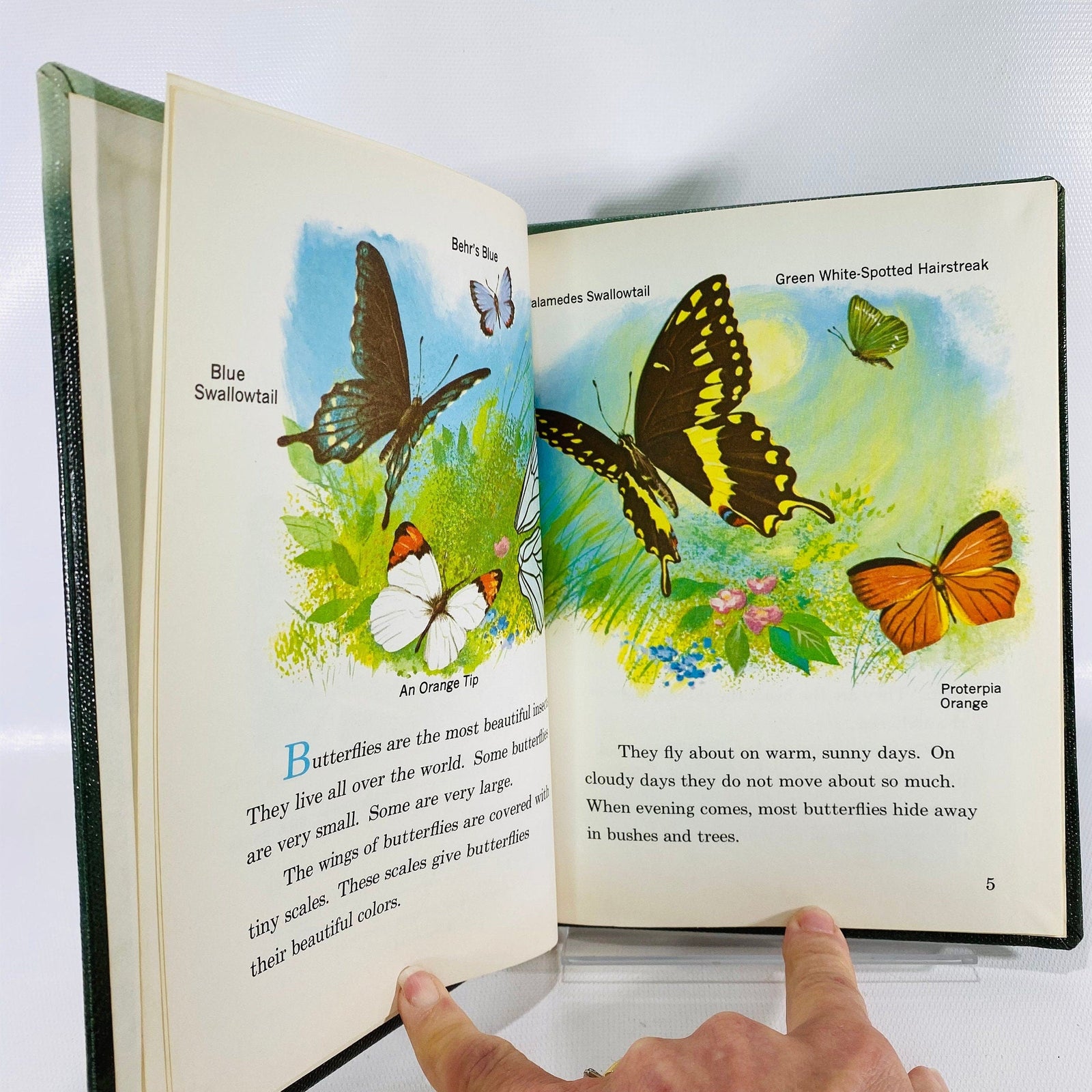 Butterflies by Jeanne Brouillette 1961 Follett Science BookVintage Book