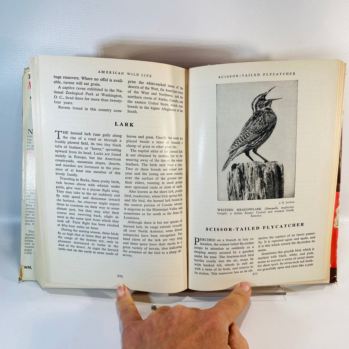 American Wild Life Illustrated Whm. H. Wise 1954
