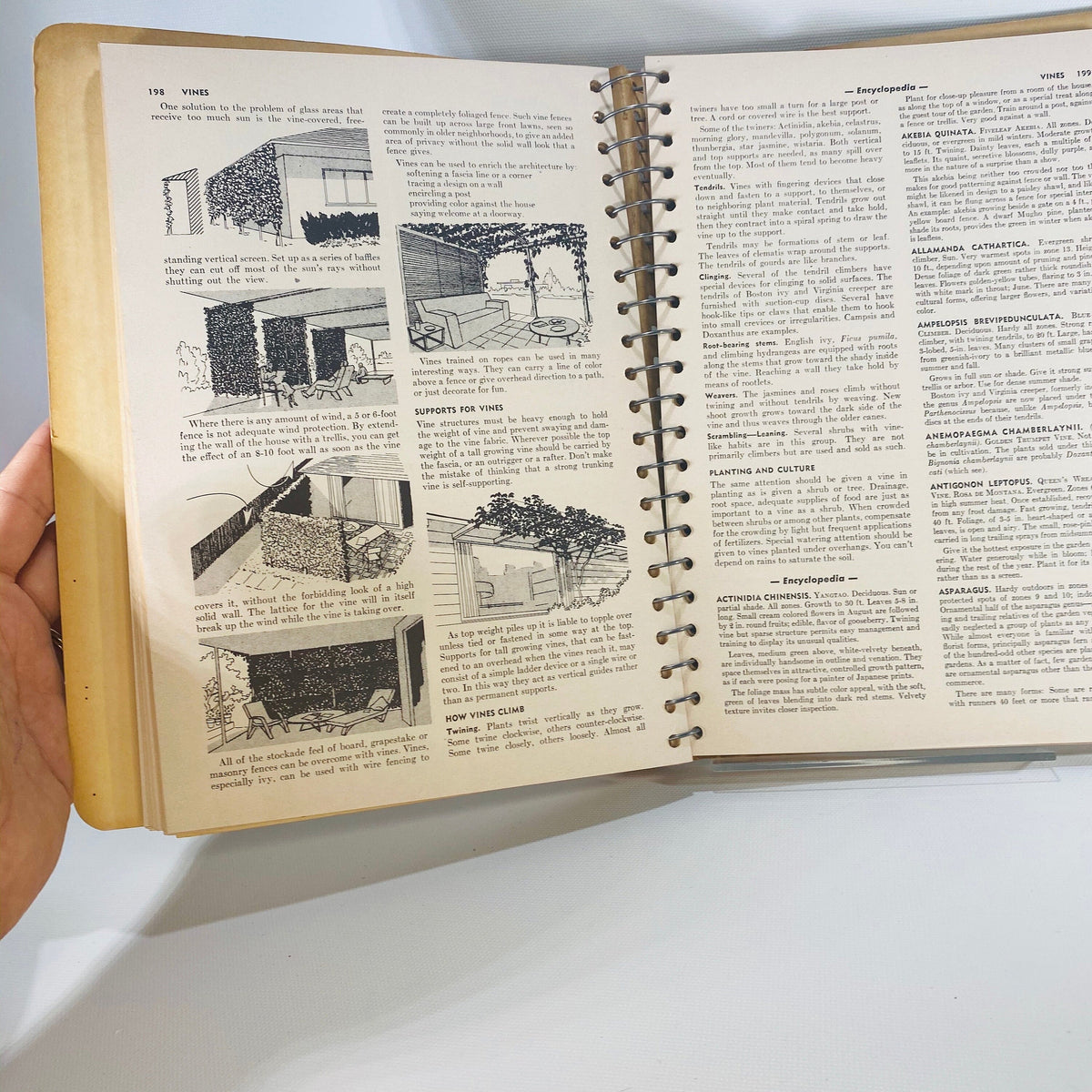Sunset Western Garden Book by the Editorial Staff of Lane Publishing Co. 1954