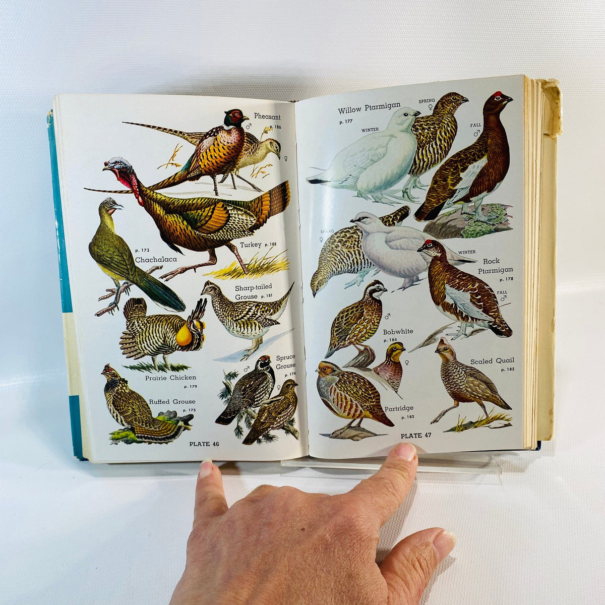 Audubon Water Bird Guide by Richard H. Pough 1951