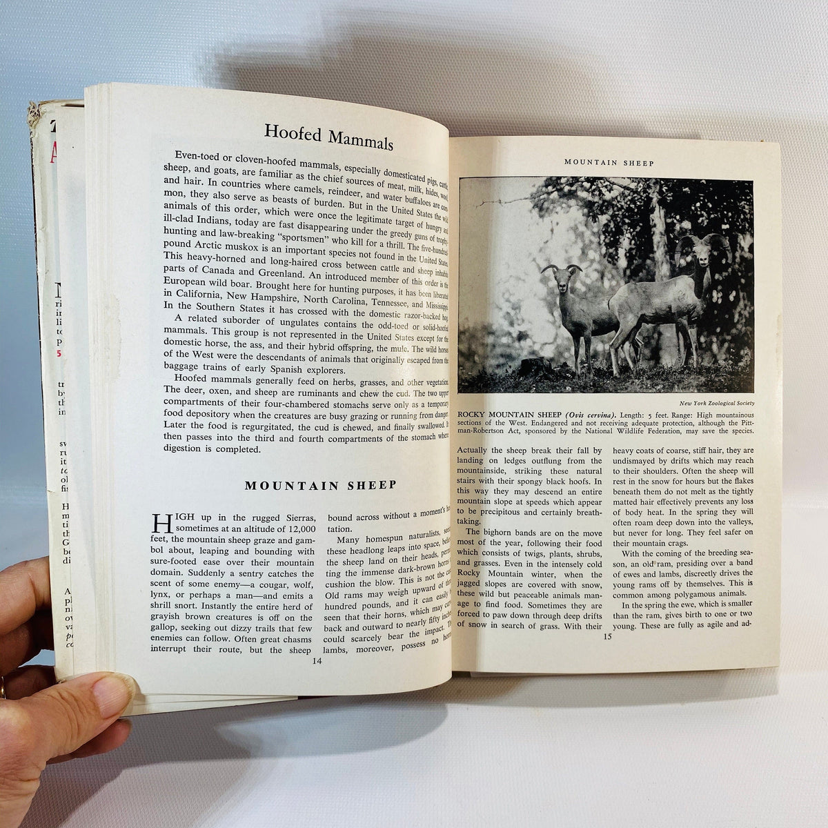 American Wild Life Illustrated Whm. H. Wise 1954