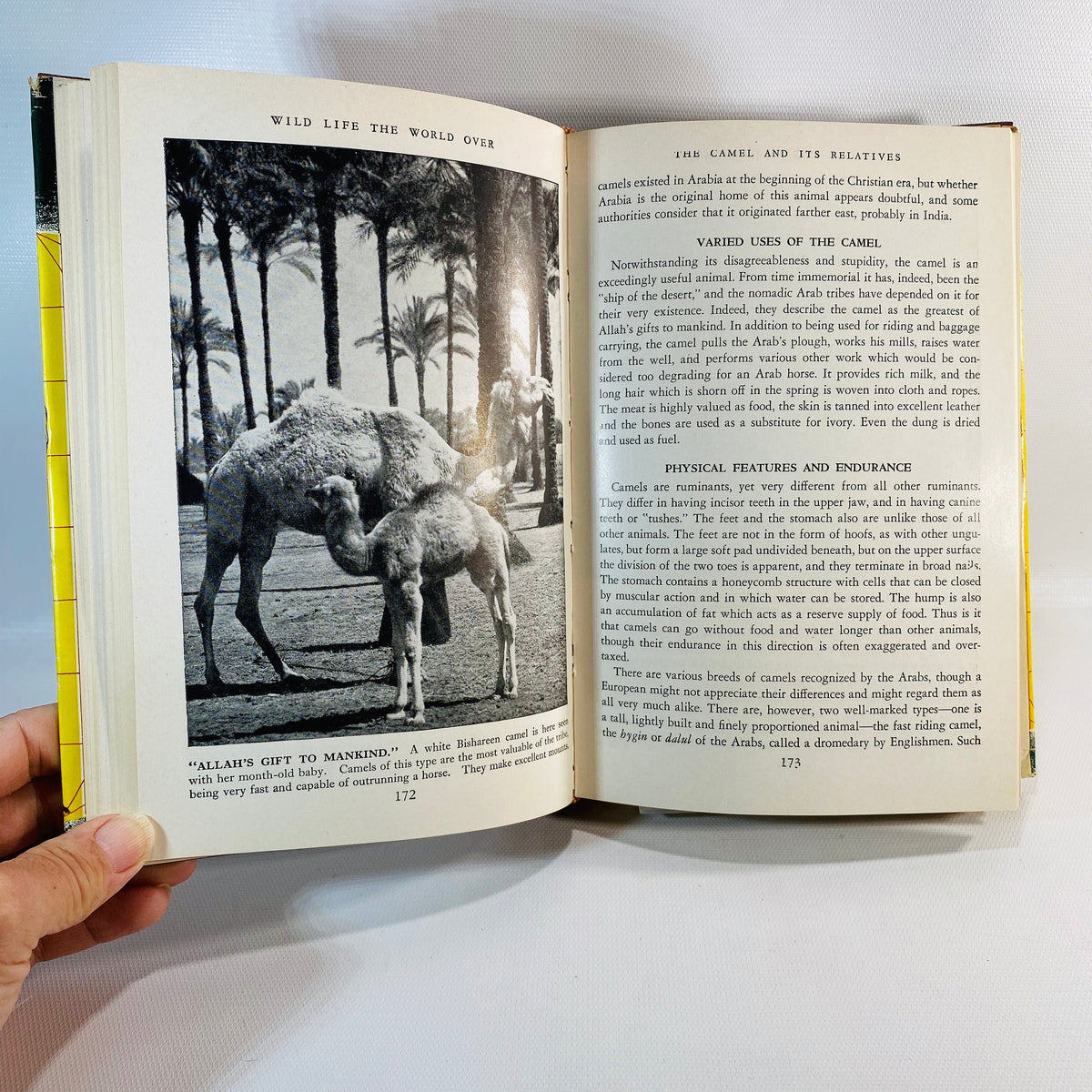 Wild Life the World Over written by 9 distinguished World-Traveled Specialists 1954