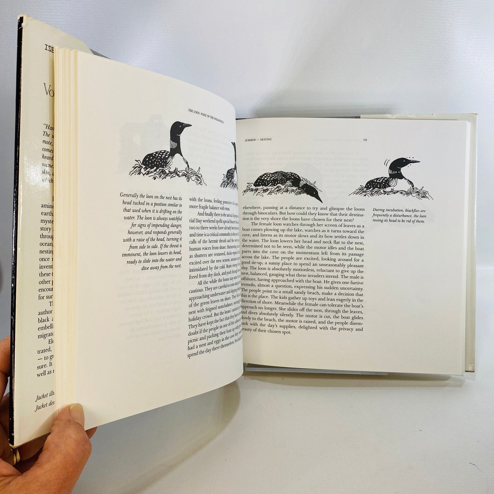 The Loon Voice of the Wilderness by Joan Dunning 1985 Vintage Book