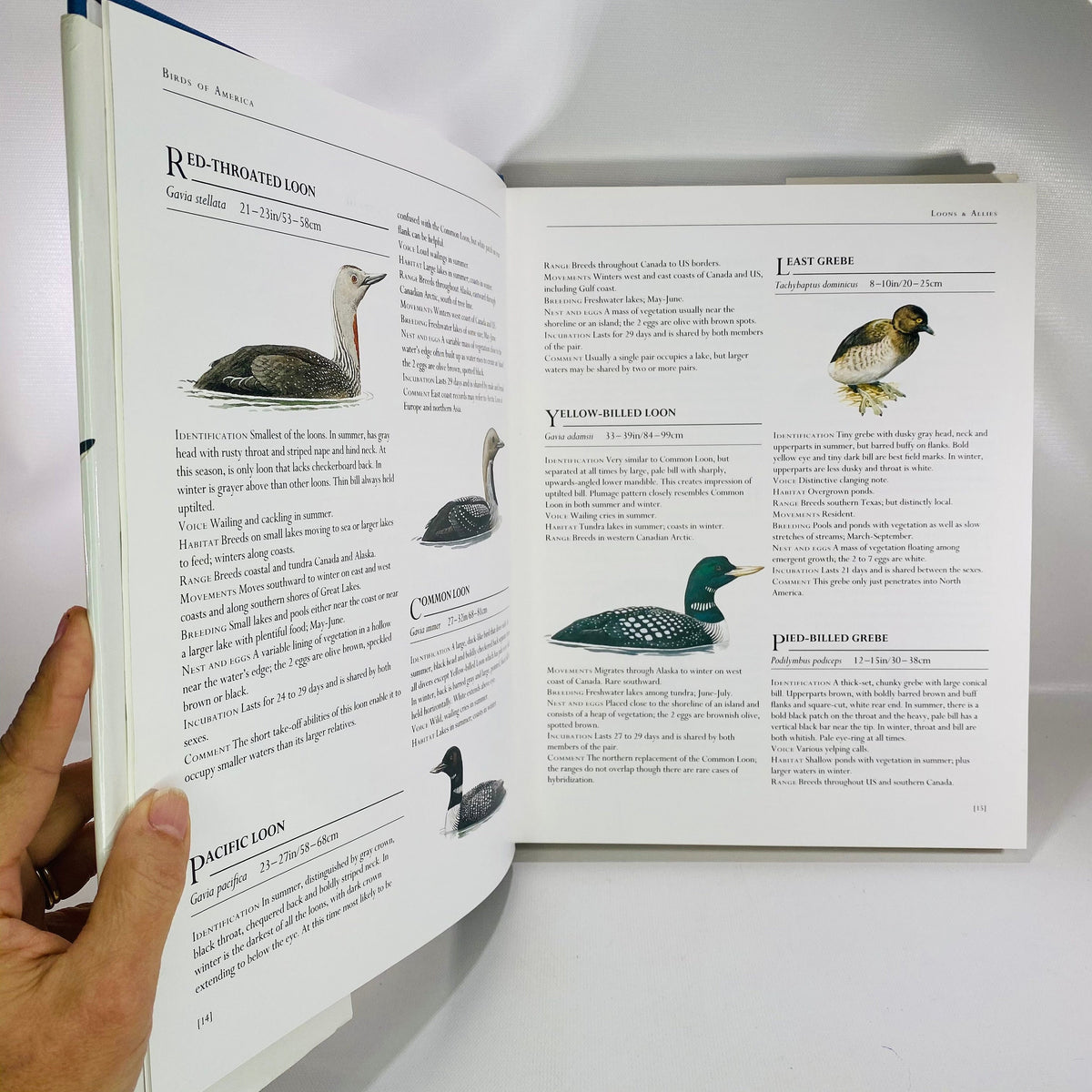 Birds of America by Frank Shaw 1990 Vintage Book