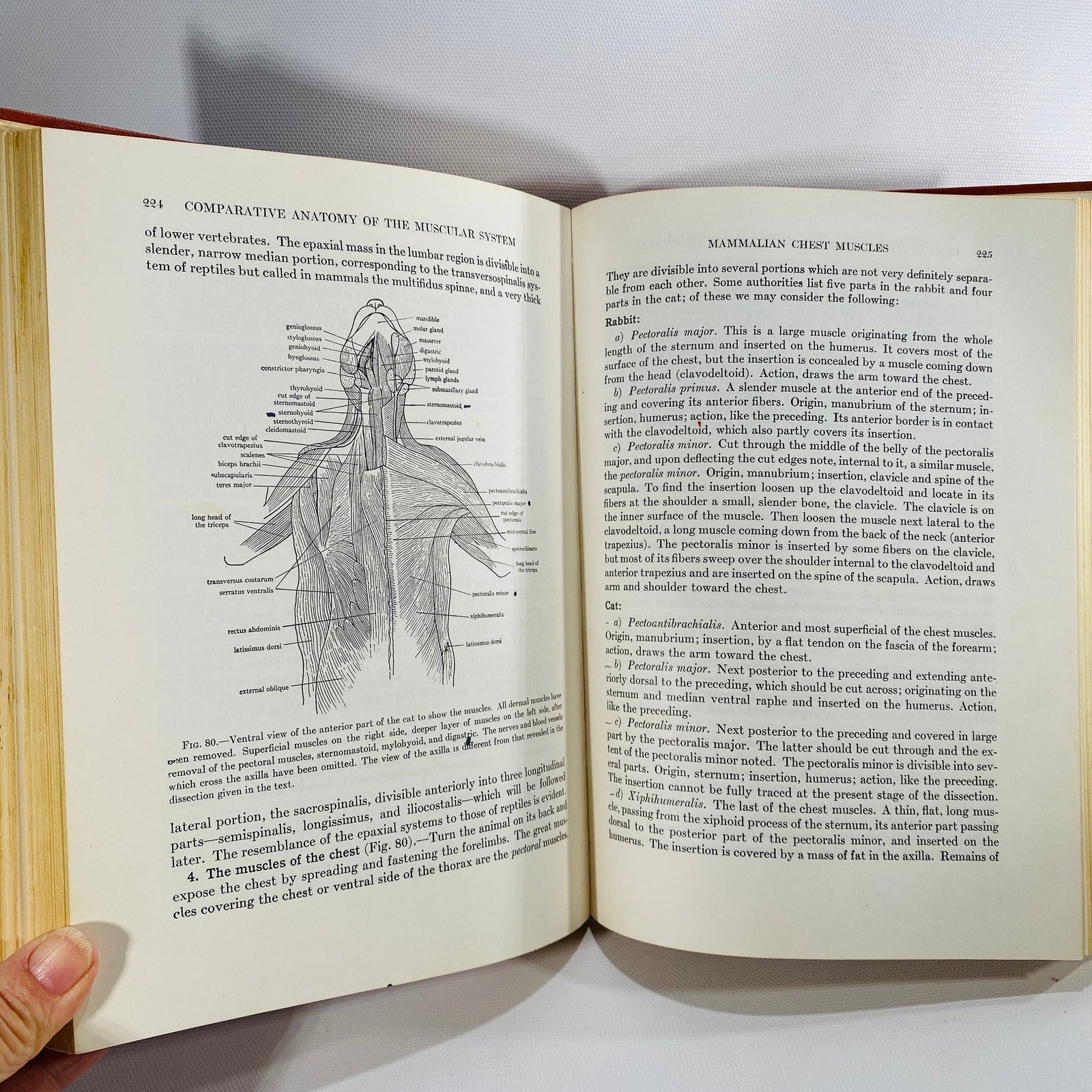 Comparative Vertebrate Anatomy by Libbie Hyman 1956 Vintage Book