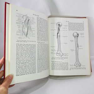 Essentials of Human Anatomy by Russell Woodburne 1957 Oxford University Press Vintage Book