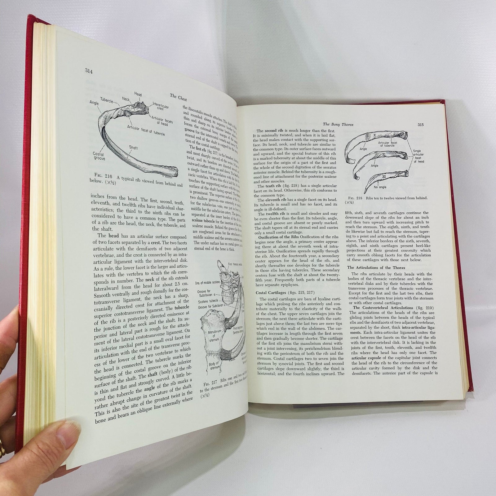 Essentials of Human Anatomy by Russell Woodburne 1957 Oxford University Press Vintage Book