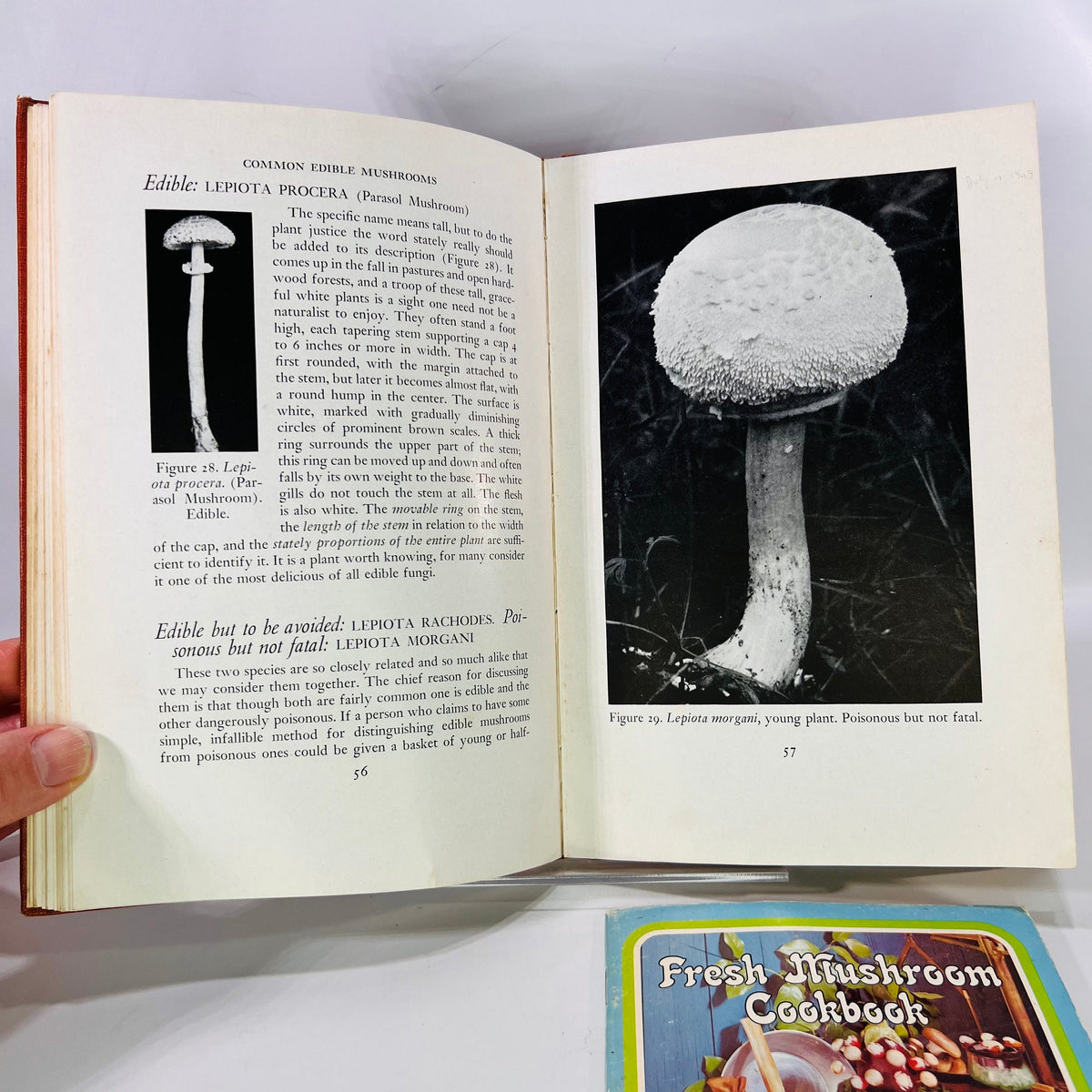 Common Edible Mushrooms by Clyde M. Christensen  1943 Land Press Inc Bonus: Fresh Mushroom Cookbook  Vintage Cookbook
