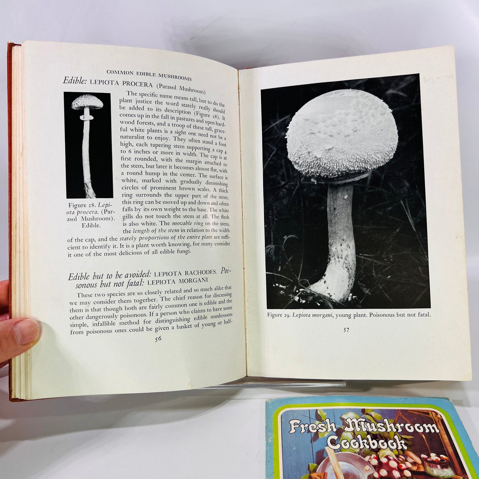 Common Edible Mushrooms by Clyde M. Christensen  1943 Land Press Inc Bonus: Fresh Mushroom Cookbook  Vintage Cookbook