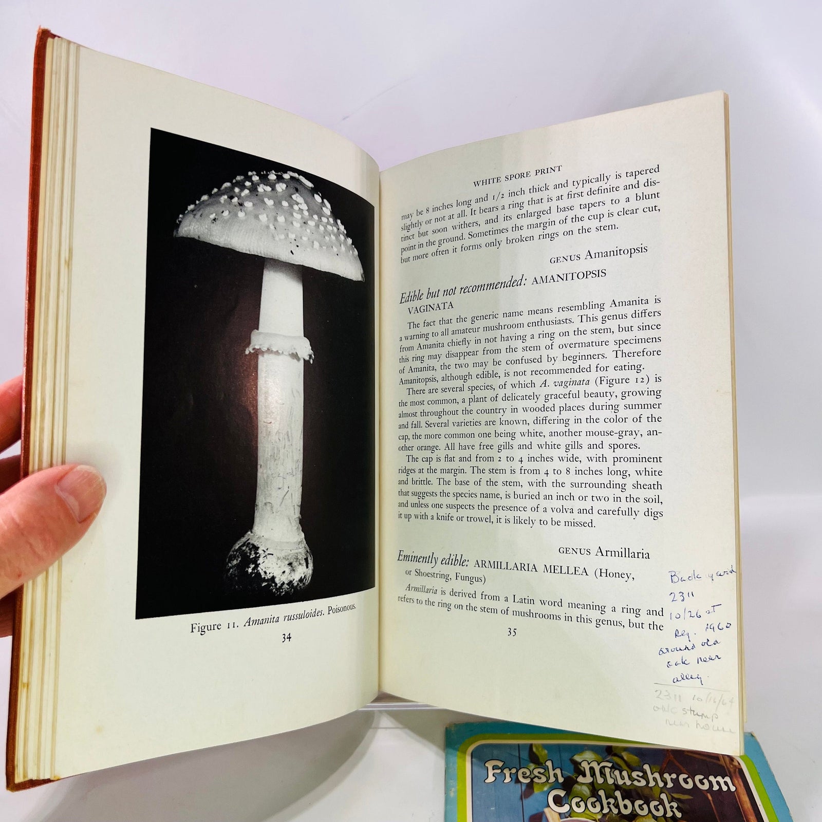 Common Edible Mushrooms by Clyde M. Christensen  1943 Land Press Inc Bonus: Fresh Mushroom Cookbook  Vintage Cookbook