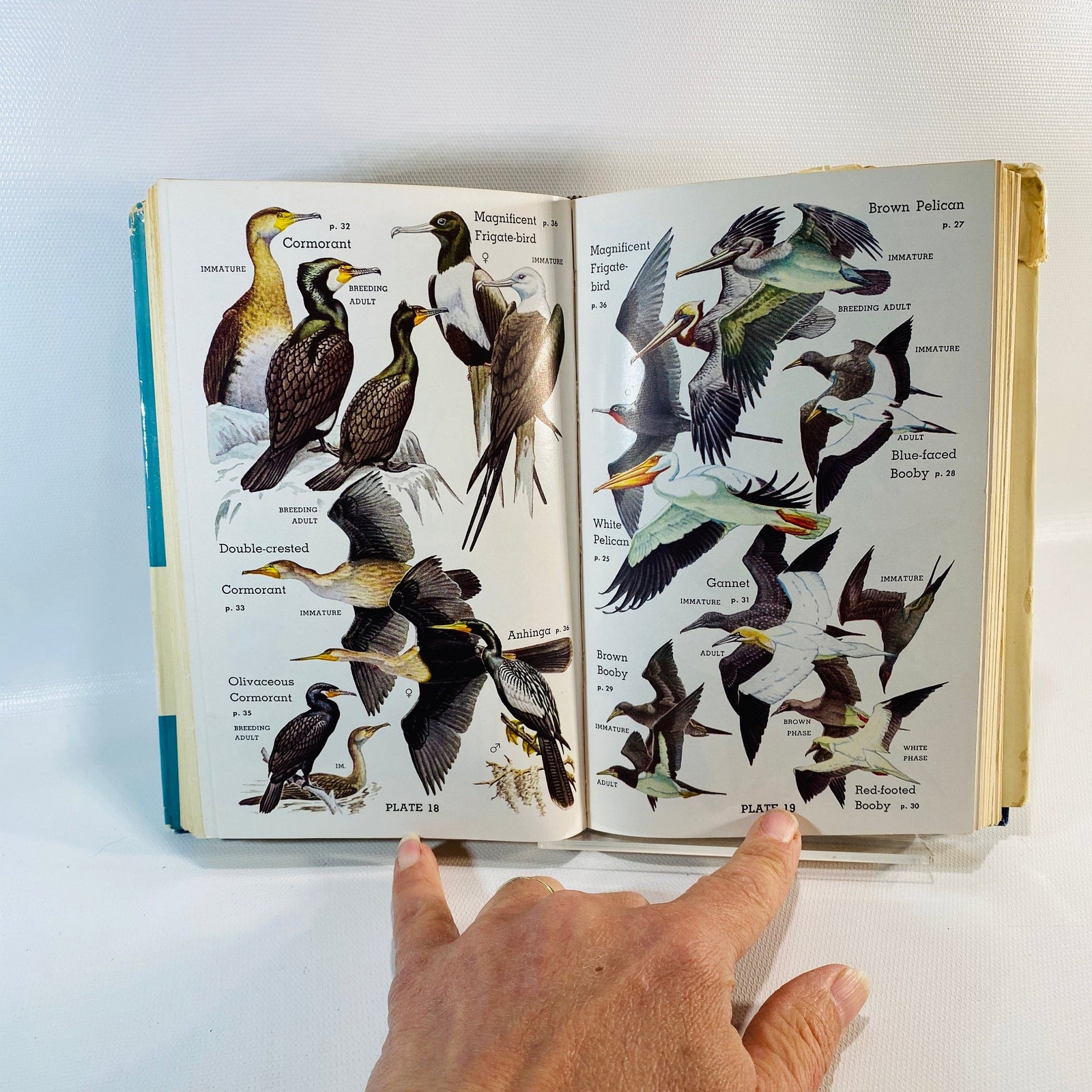 Audubon Water Bird Guide by Richard H. Pough 1951