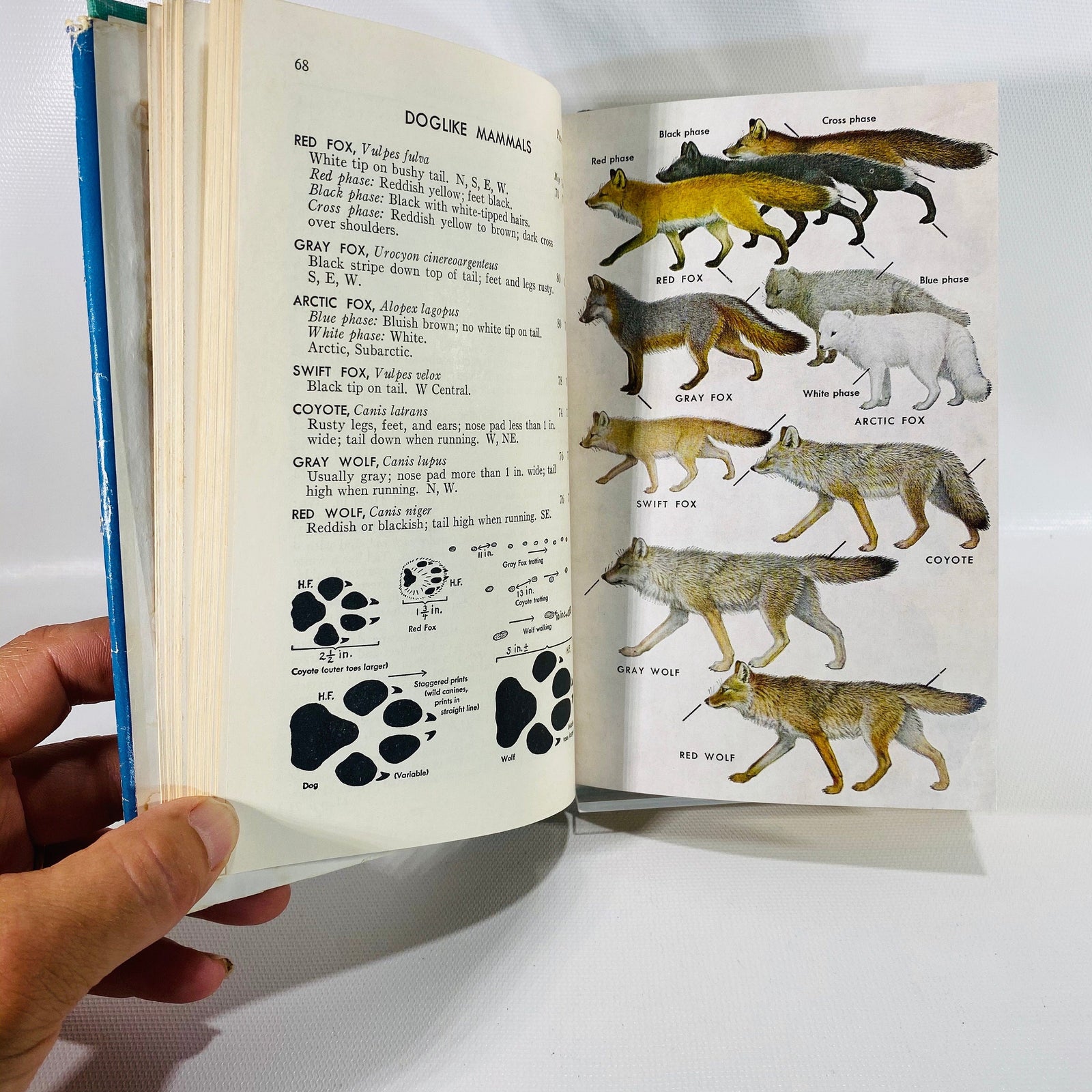 A Field Guide to the Mammals by William Burt 1964