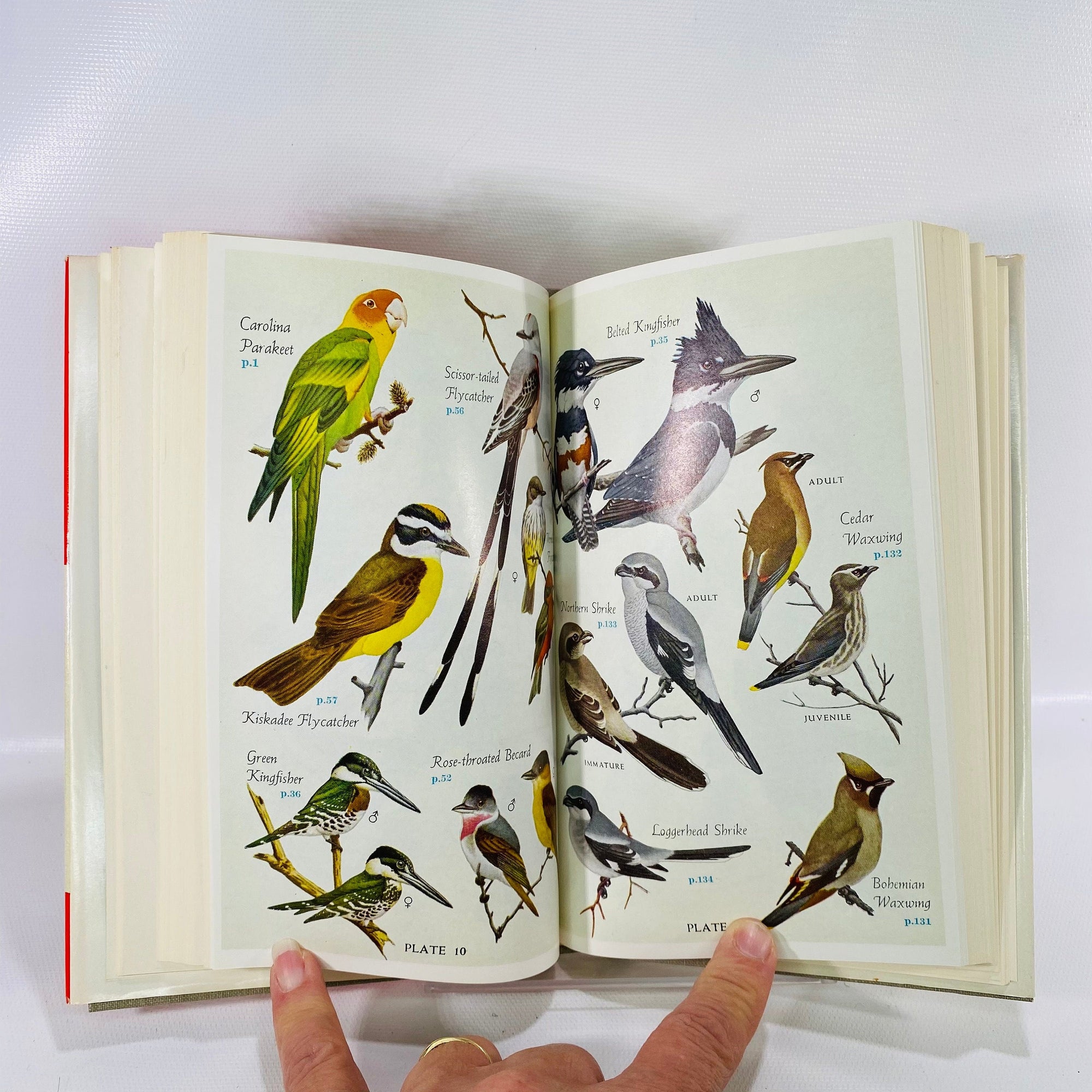 Audubon Land Bird Guide Birds of Eastern & Central North America by Richard Pough 1949