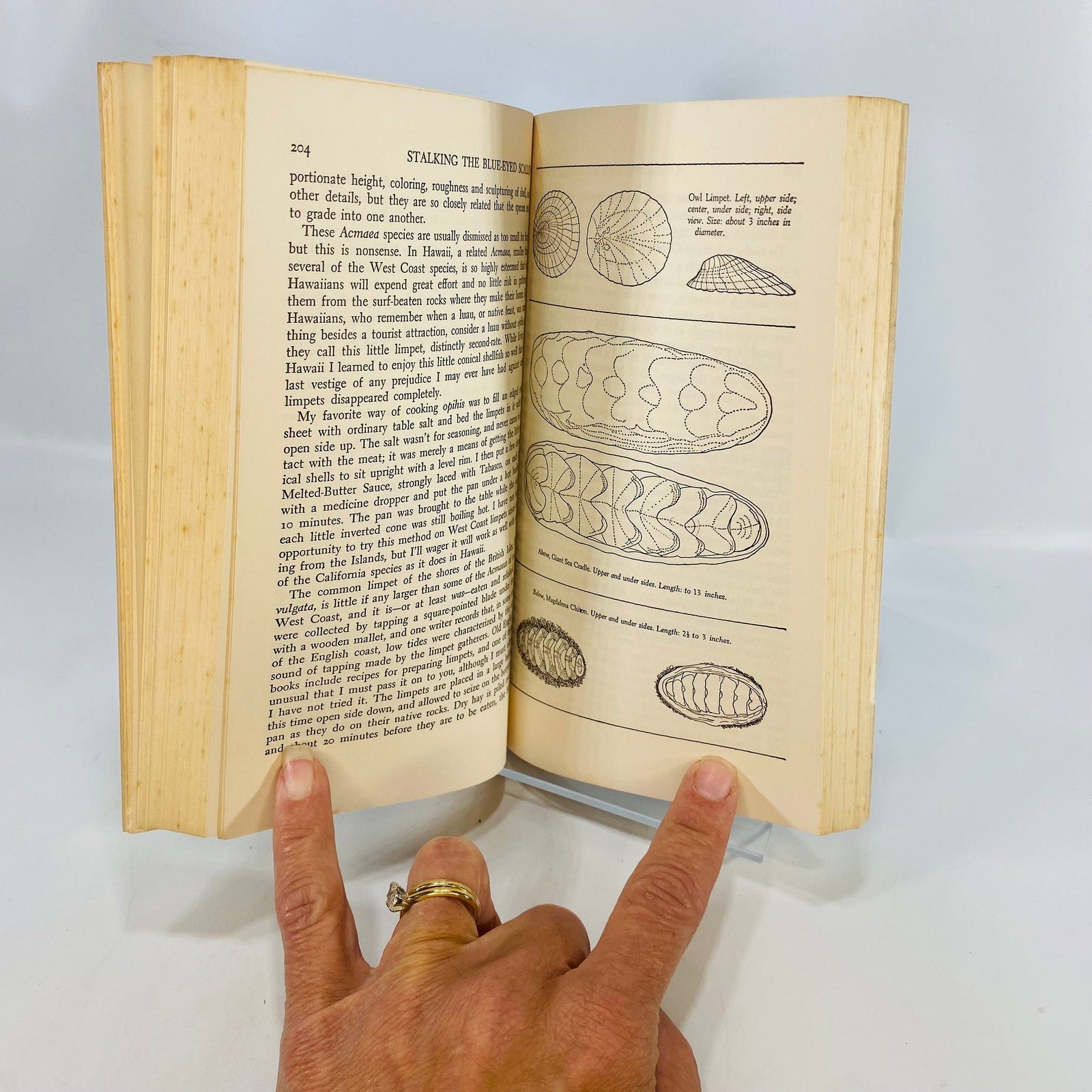 Stalking the Blue-Eyed Scallop Field Guide Edition by Euell Gibbons 1975 David McKay Company