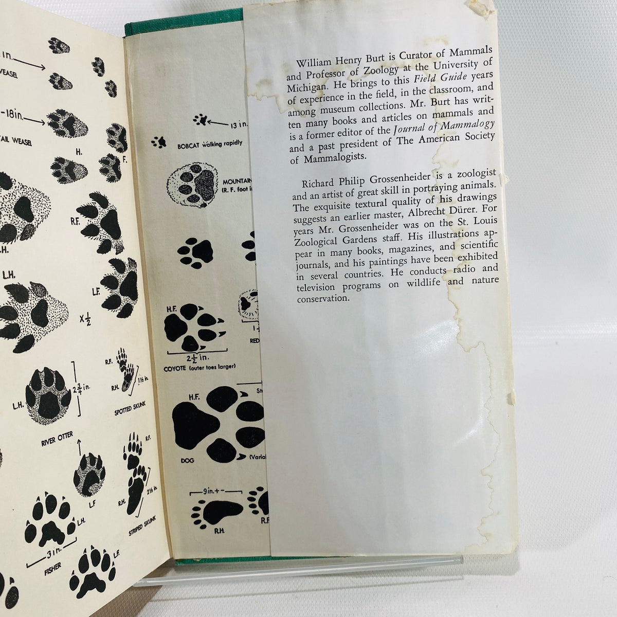 A Field Guide to the Mammals by William Burt 1964