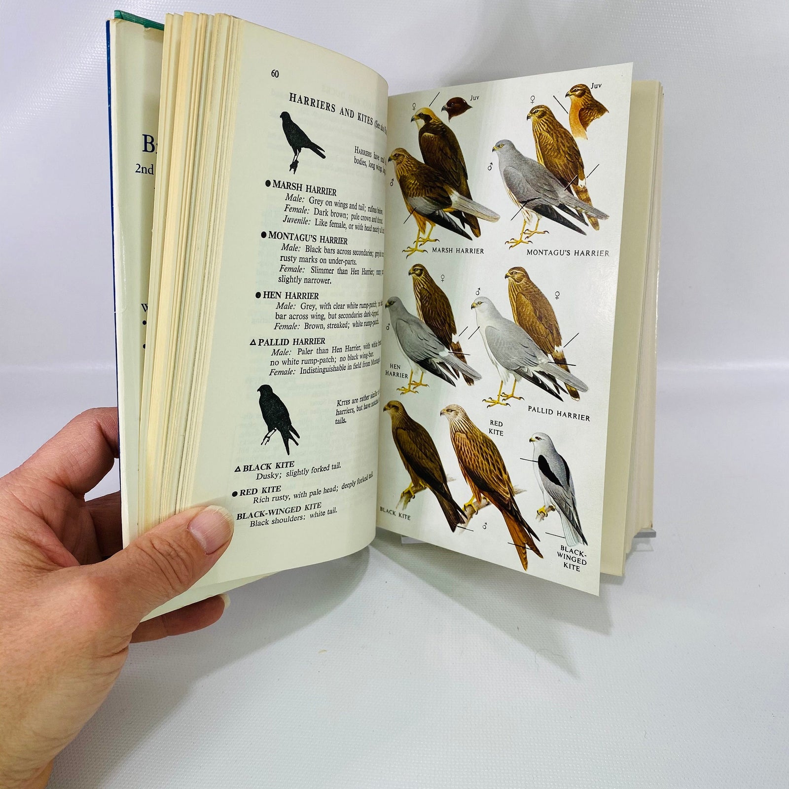 A Field Guide to the Birds of Britain and Europe By Roger Peterson 1967 Vintage Book