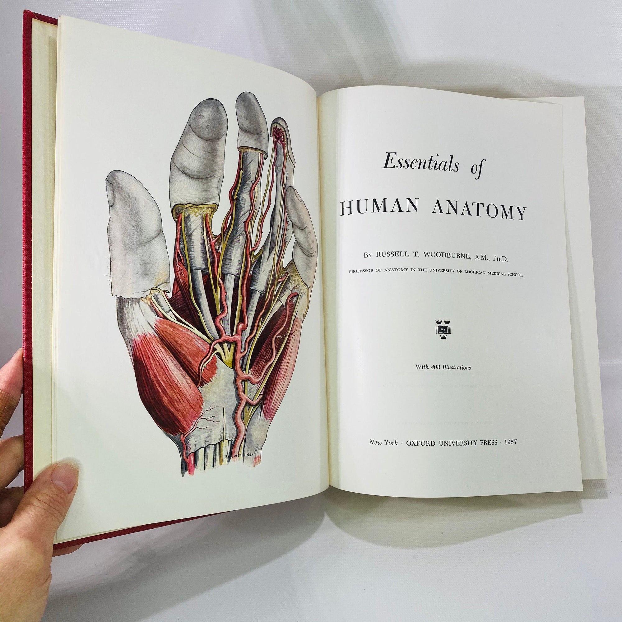 Essentials of Human Anatomy by Russell Woodburne 1957 Oxford University Press Vintage Book