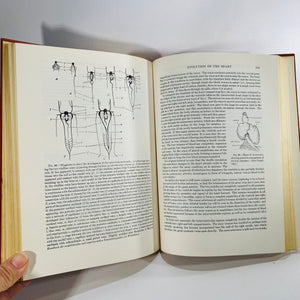 Comparative Vertebrate Anatomy by Libbie Hyman 1956 Vintage Book