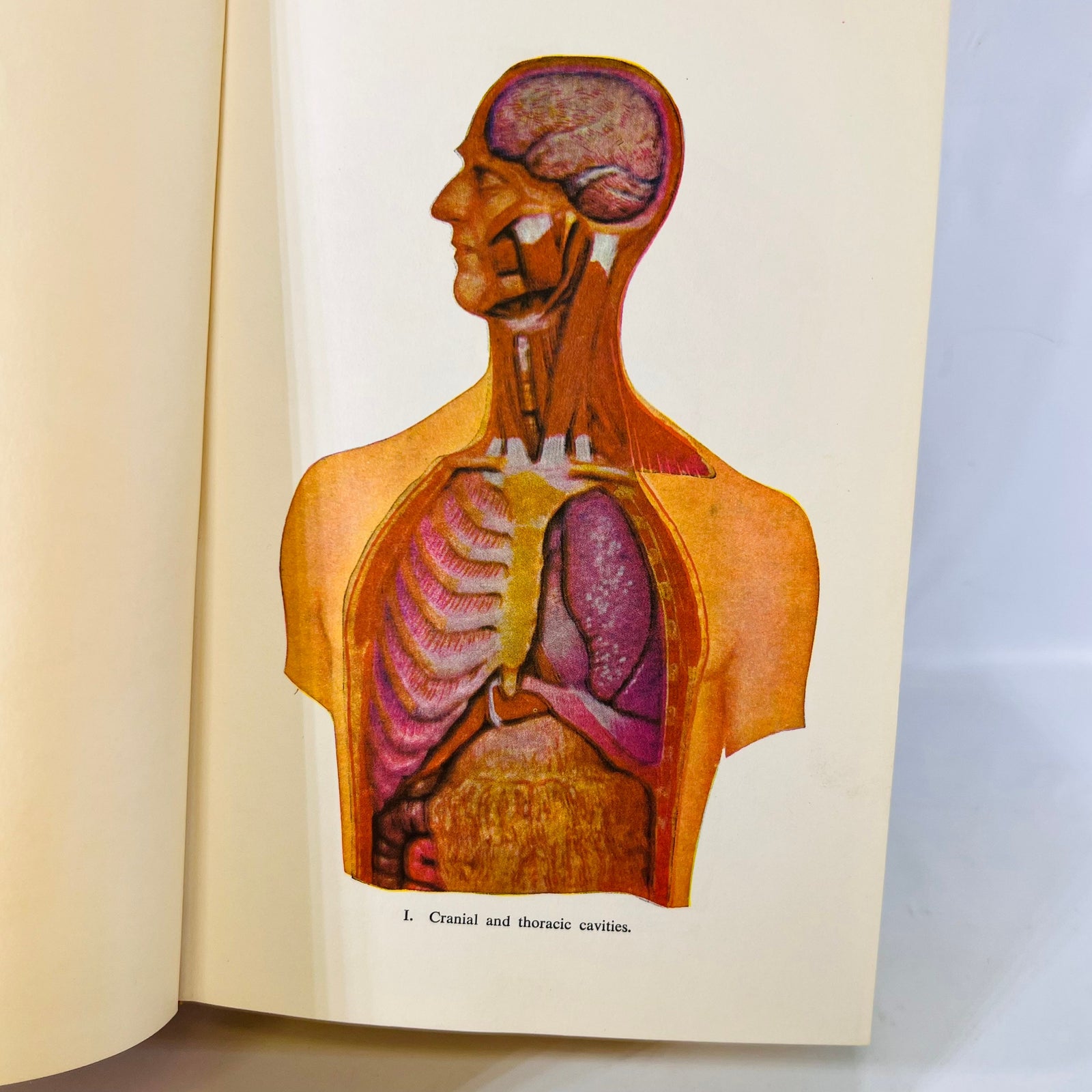 Modern Home Medical Advisor Your Health and How to Preserve it Advisor edited by Morris Fishbein 1961 Doubleday & Co Vintage Book