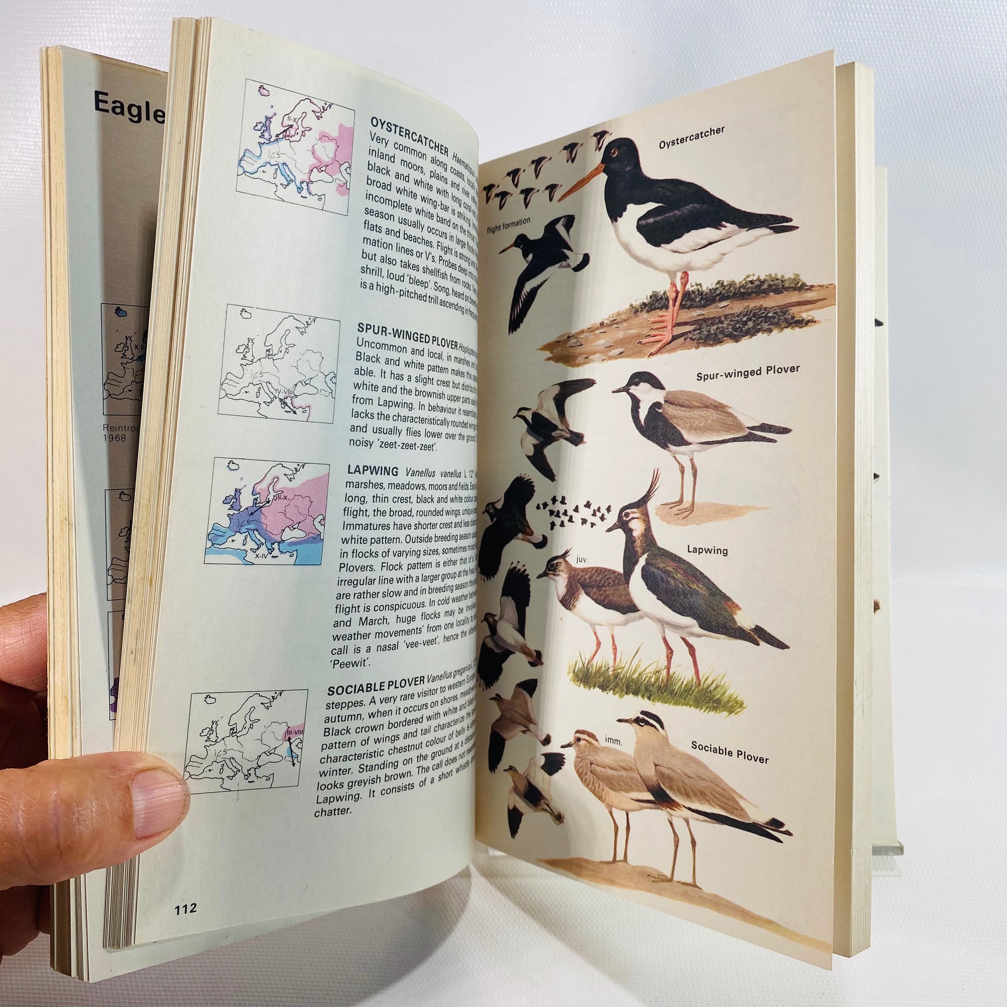 The Hamlyn Guide to Birds Britain & Europe by B Bruun 1970-Reading Vintage